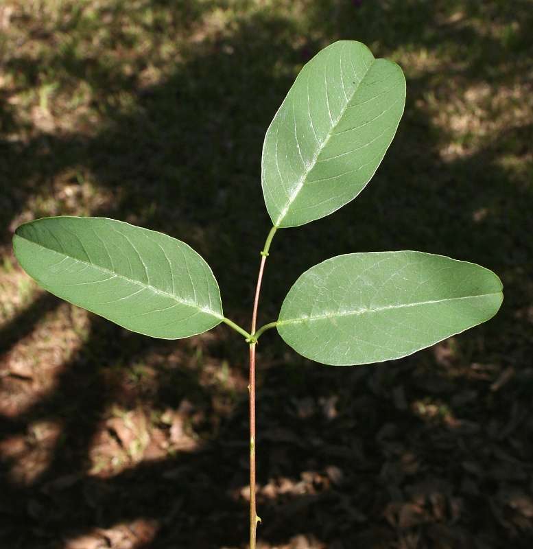 Image of Coral tree