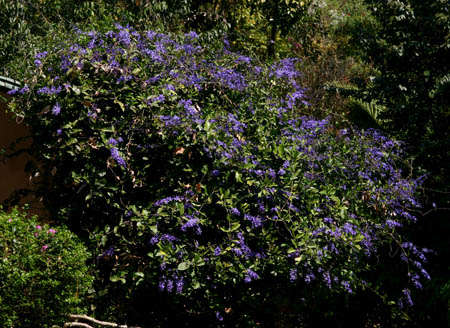 Image of petrea