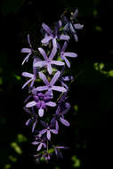 Image of petrea