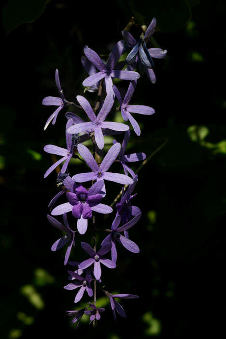 Image of petrea