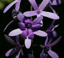 Image of petrea