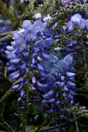 紫藤屬的圖片