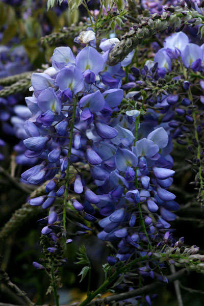 紫藤屬的圖片