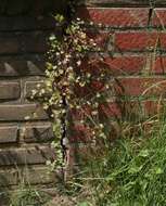 Image of Ivy-leaved Toadflax