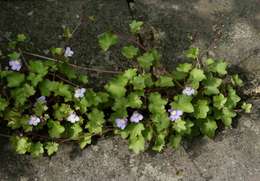 Image of Ivy-leaved Toadflax