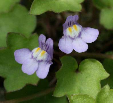 Image of Ivy-leaved Toadflax