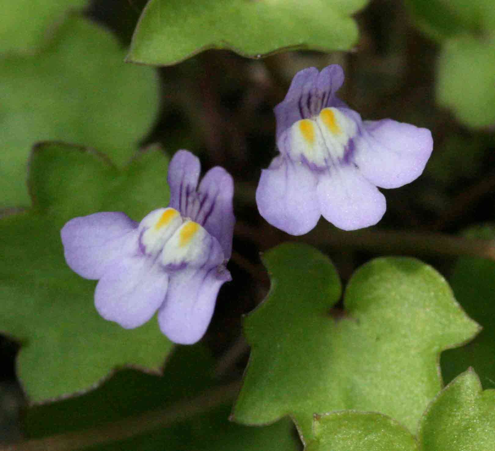 Image of Ivy-leaved Toadflax