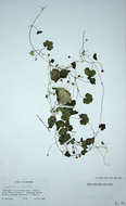 Image of Ivy-leaved Toadflax