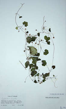 Image of Ivy-leaved Toadflax