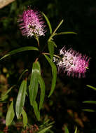 Image of <i>Hebe speciosa</i> (A. Cunn.) Anderson