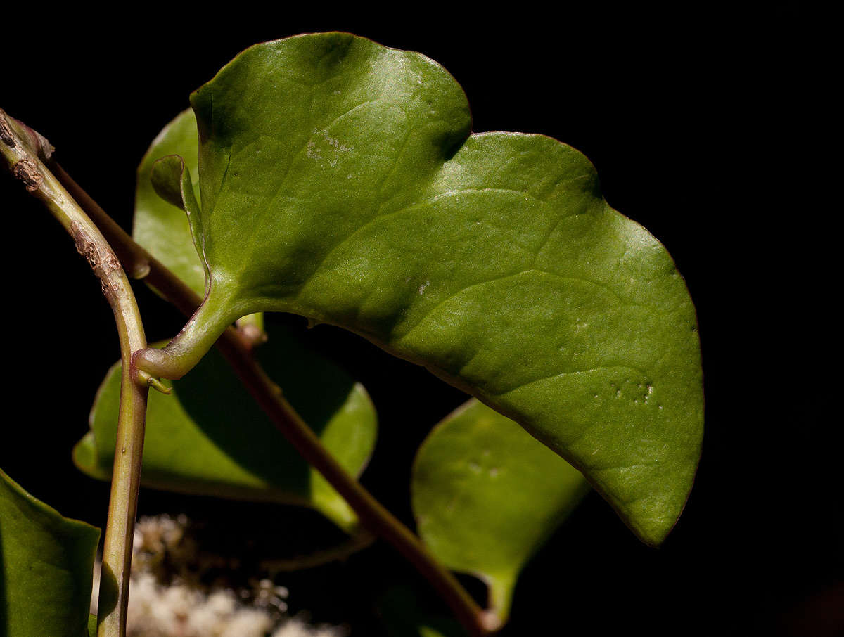 صورة Basellaceae