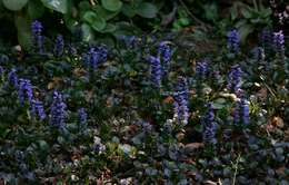 Image of Bugleweed