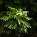 Image of Australian chestnut