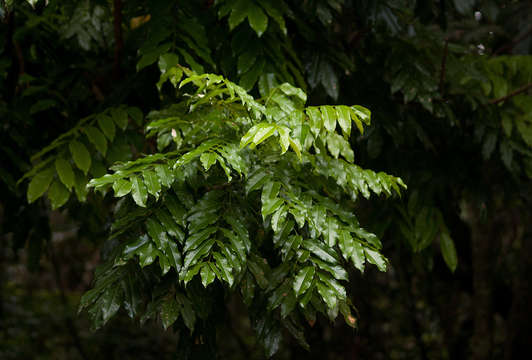 Image of Castanospermum