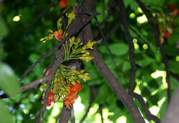 Image de Castanospermum