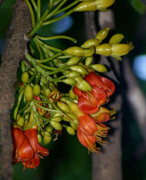 Image de Castanospermum