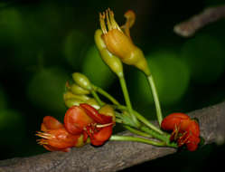 Image de Castanospermum