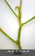 Image of Hairlike Pondweed