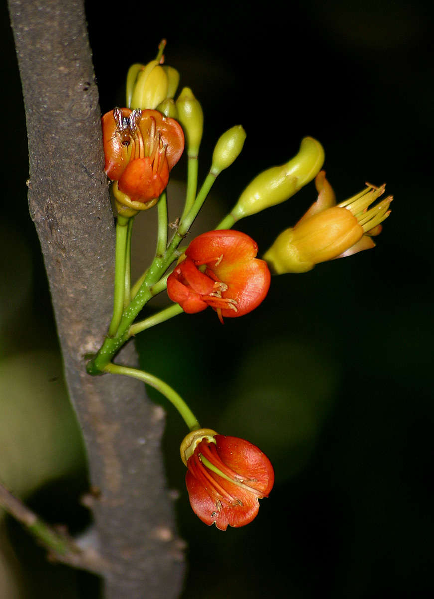 Image de Castanospermum