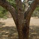 Image of pacara earpod tree