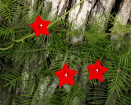 Image of Cypress Vine