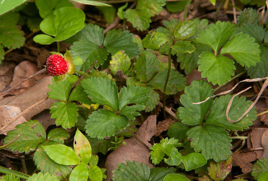 Image of Indian-Strawberry