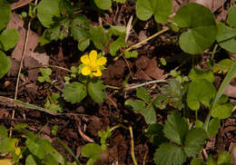 Imagem de Potentilla indica (Andr.) Wolf