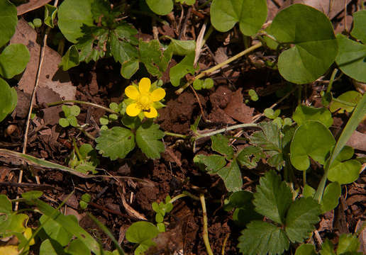 Image of Indian-Strawberry