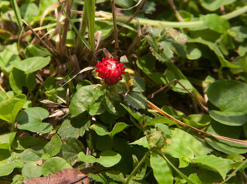 Image of Indian-Strawberry