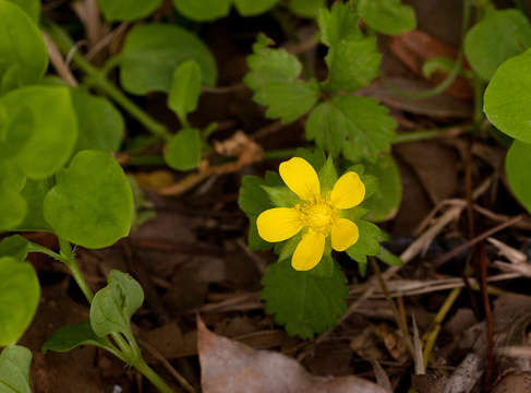 Potentilla indica (Andr.) Wolf resmi