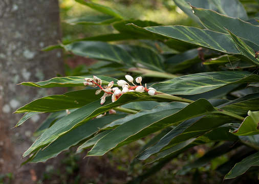 Image de Alpinia