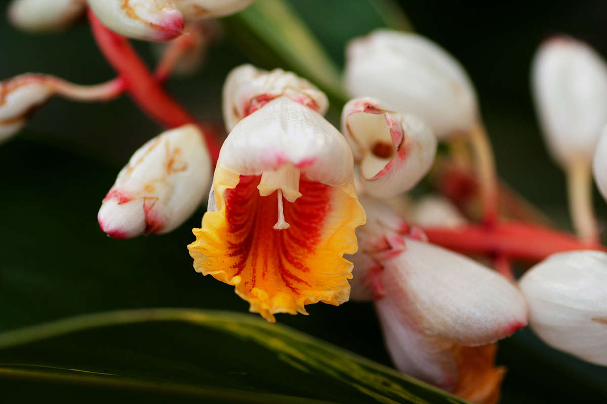 Image of Alpinia