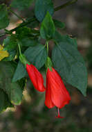 Image of wax mallow