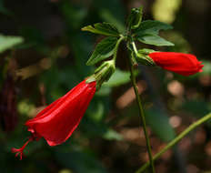 Image of wax mallow