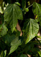 Image of wax mallow