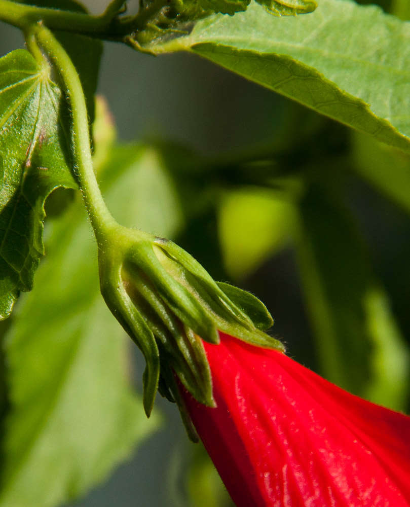 Image of wax mallow