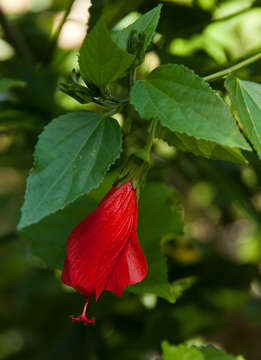 Image of wax mallow