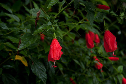 Image of wax mallow