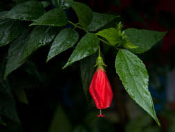 Image of wax mallow