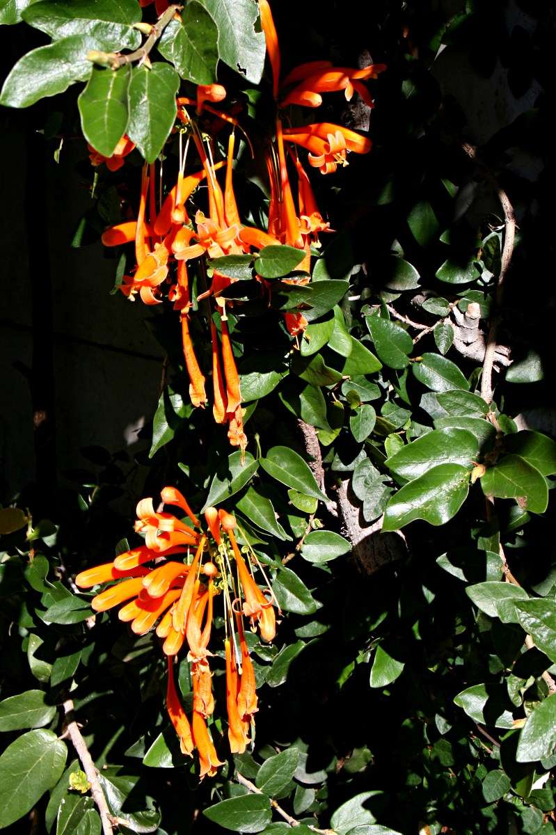 Image of pyrostegia