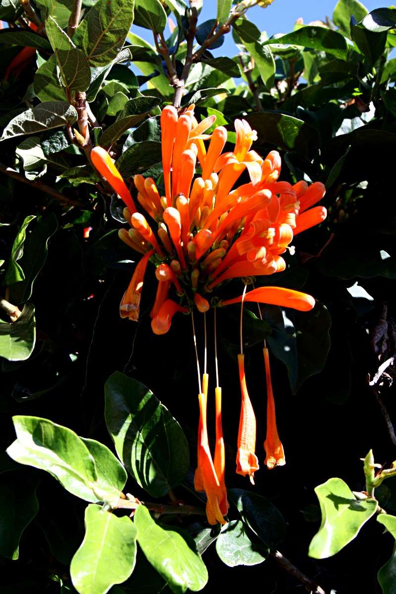 Image of pyrostegia