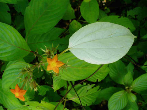 Image of Mussaenda