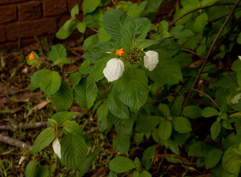 Image of Mussaenda