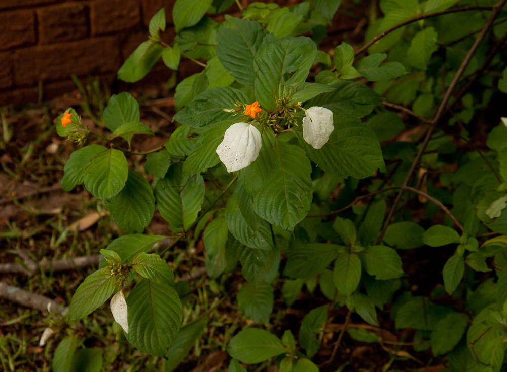 Image of White flag bush