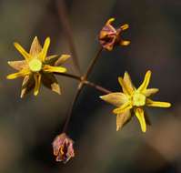 Imagem de Asclepias aurea (Schltr.) Schltr.