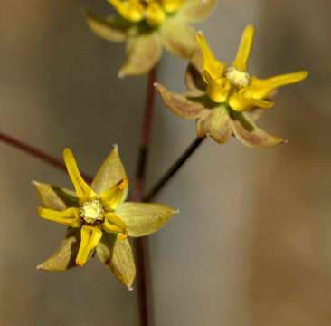 Image of Golden star-drops