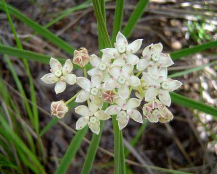 Image of Asclepias cucullata (Schltr.) Schltr.