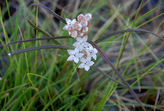 Image of Asclepias cucullata (Schltr.) Schltr.