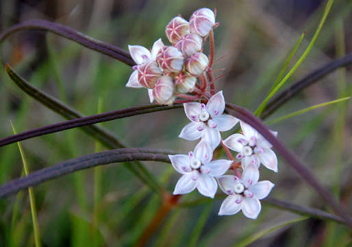 Image of Asclepias cucullata (Schltr.) Schltr.