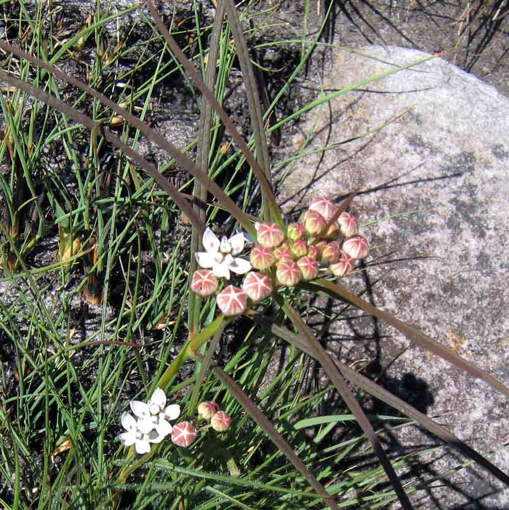 Imagem de Asclepias cucullata (Schltr.) Schltr.